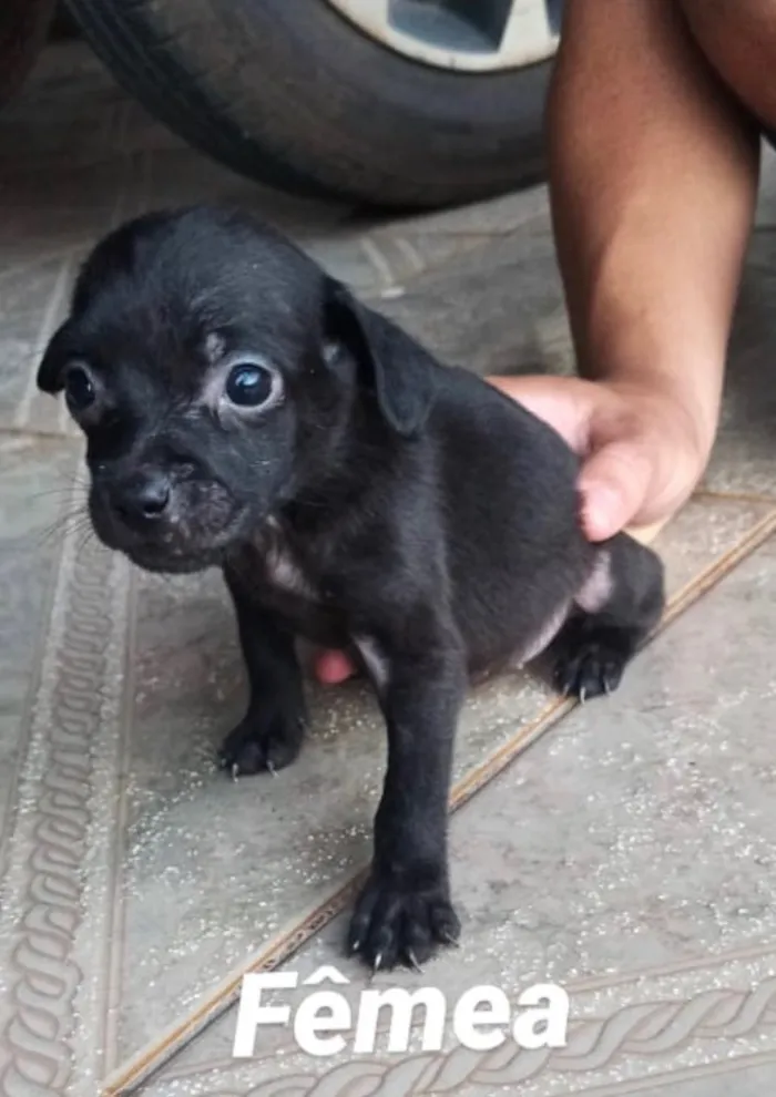 Cachorro ra a SRD idade Abaixo de 2 meses nome Mabel 
