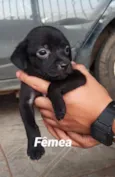 Malu 