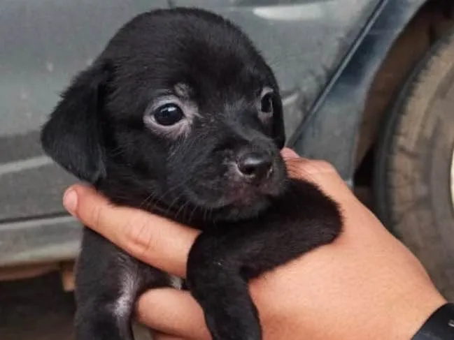 Cachorro ra a SRD idade Abaixo de 2 meses nome Malu 