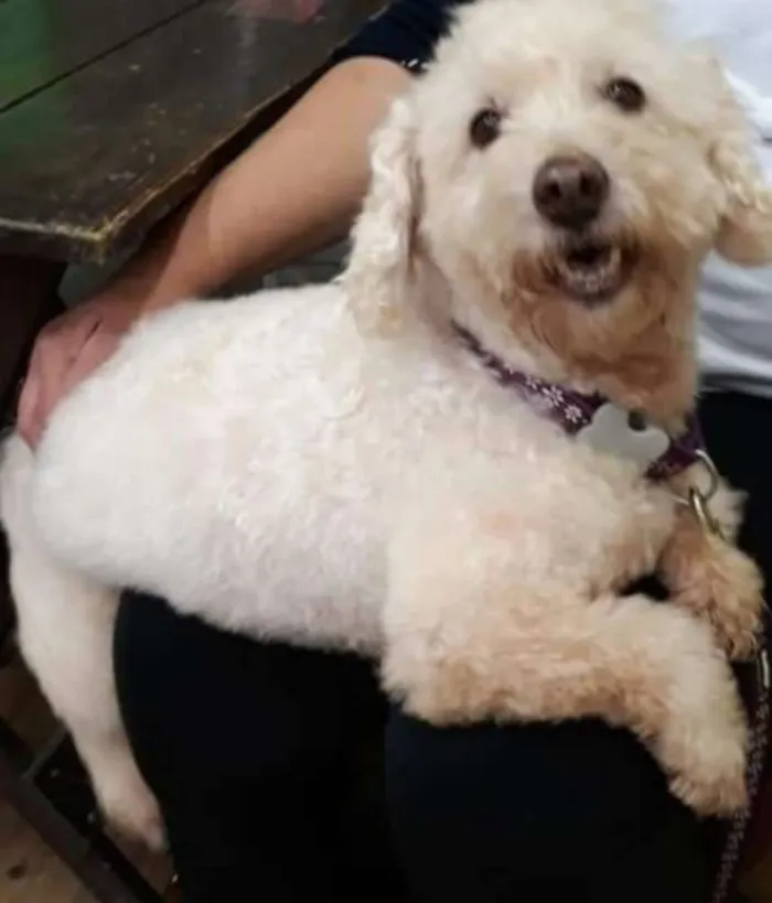 Cachorro ra a Poodle idade 4 anos nome Nick