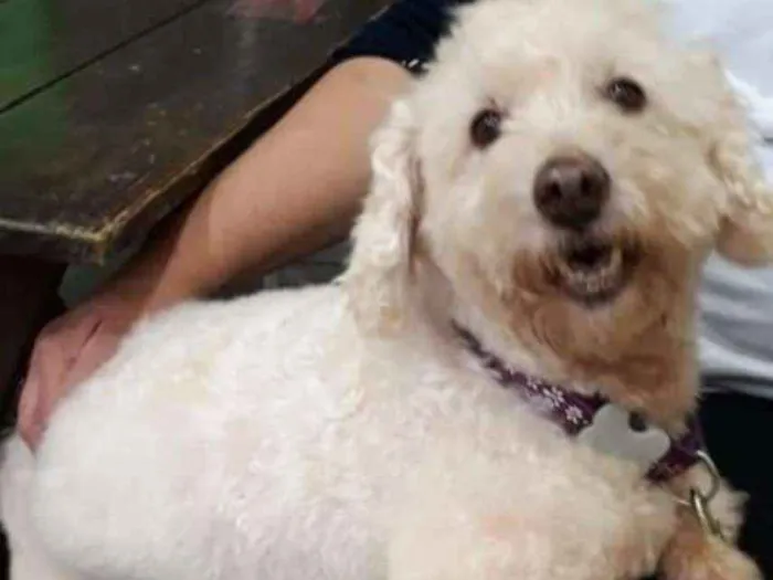 Cachorro ra a Poodle idade 4 anos nome Nick
