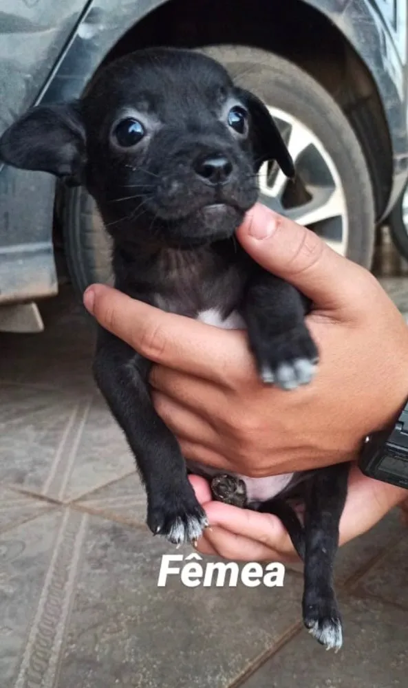 Cachorro ra a SRD idade Abaixo de 2 meses nome Alice 