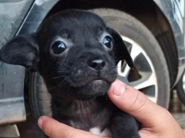 Cachorro ra a SRD idade Abaixo de 2 meses nome Alice 