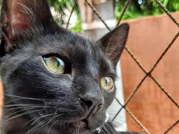 Gato ra a SRD idade 2 a 6 meses nome Banguela