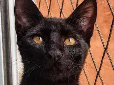 Gato ra a SRD idade 2 a 6 meses nome Pantera