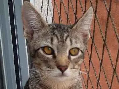 Gato ra a SRD idade 2 a 6 meses nome Fred