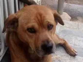 Cachorro ra a SRD idade 5 anos nome Caramelo