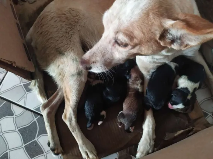 Cachorro ra a Sem raça idade Abaixo de 2 meses nome Sem nome