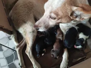 Cachorro raça Sem raça idade Abaixo de 2 meses nome Sem nome