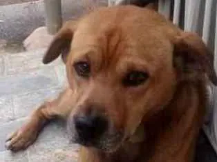 Cachorro ra a SRD idade 5 anos nome Caramelo