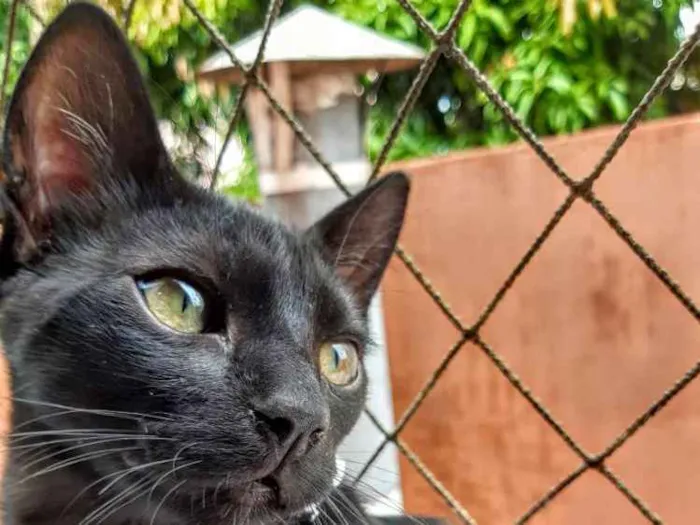 Gato ra a SRD idade 2 a 6 meses nome Banguela