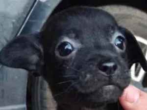 Cachorro raça SRD idade Abaixo de 2 meses nome Alice 