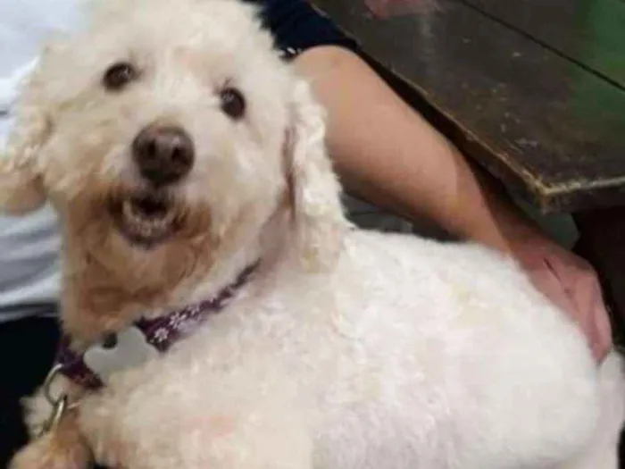 Cachorro ra a Poodle idade 4 anos nome Nick