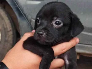 Cachorro raça SRD idade Abaixo de 2 meses nome Malu 