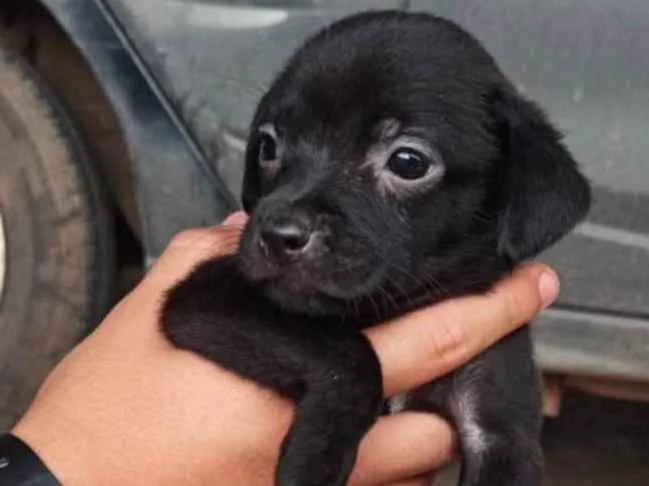 Cachorro ra a SRD idade Abaixo de 2 meses nome Malu 