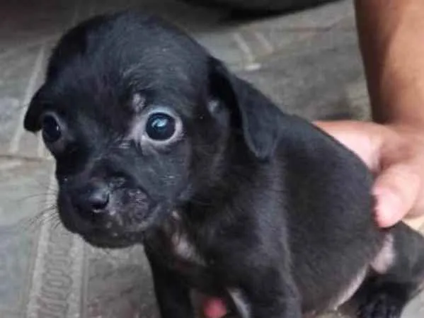 Cachorro ra a SRD idade Abaixo de 2 meses nome Mabel 