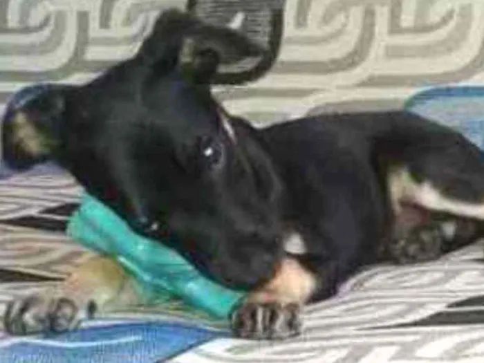 Cachorro ra a SRD idade 2 a 6 meses nome Simba