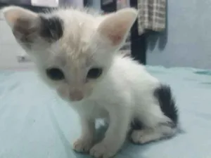 Gato raça  idade 2 a 6 meses nome Bibi