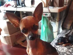 Cachorro raça Pincher idade 1 ano nome Maia