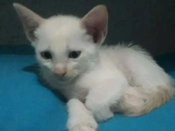 Gato ra a  idade 2 a 6 meses nome Thor 