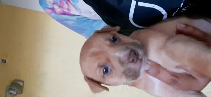 Cachorro ra a Vira latas idade Abaixo de 2 meses nome Chase 