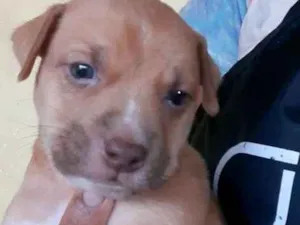 Cachorro raça Vira latas idade Abaixo de 2 meses nome Chase 