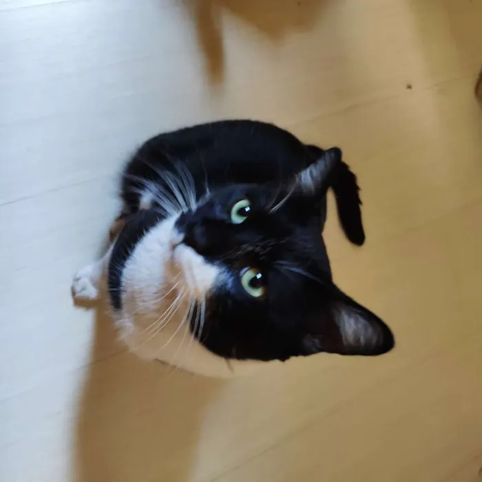 Gato ra a SRD - Frajola idade 2 anos nome Não possui