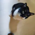 Não possui