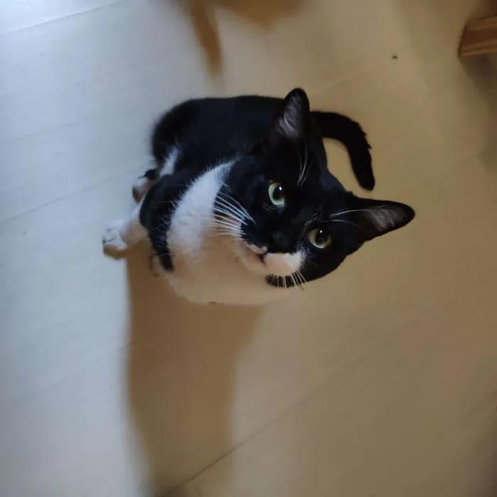 Gato ra a SRD - Frajola idade 2 anos nome Não possui