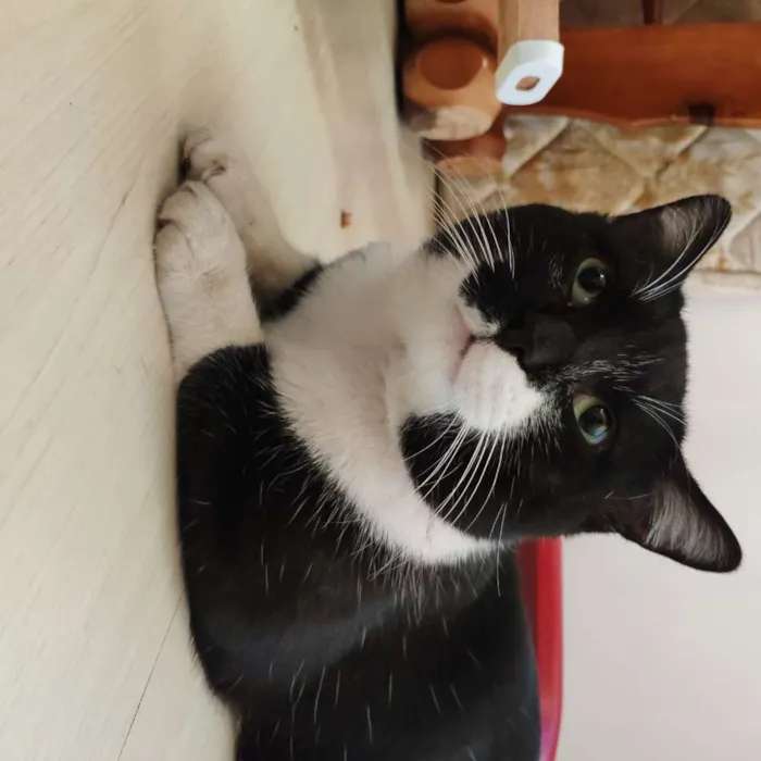 Gato ra a SRD - Frajola idade 2 anos nome Não possui
