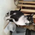 Não possui