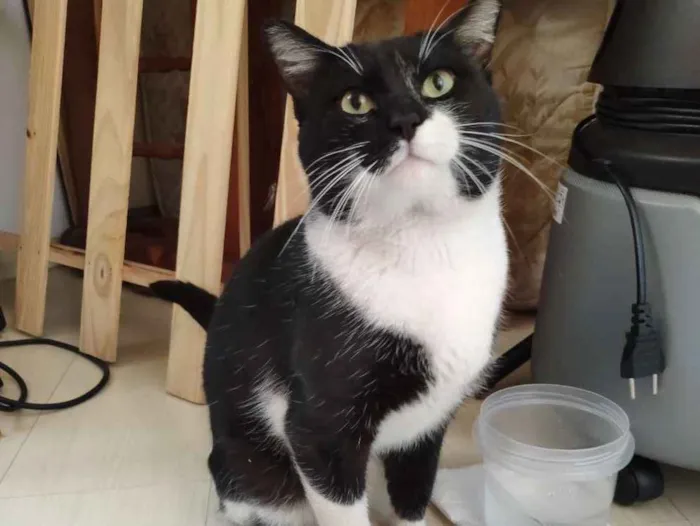 Gato ra a SRD - Frajola idade 2 anos nome Não possui