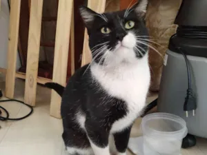 Gato raça SRD - Frajola idade 2 anos nome Não possui