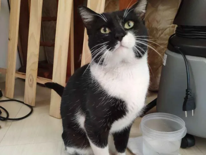 Gato ra a SRD - Frajola idade 2 anos nome Não possui