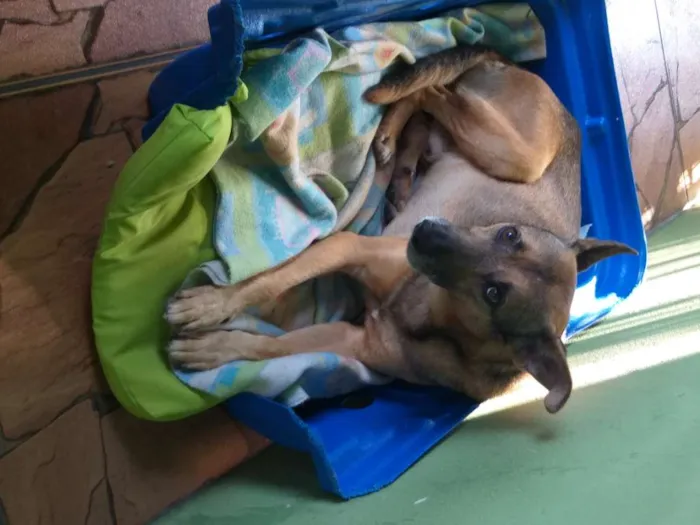 Cachorro ra a Vira-lata idade 4 anos nome Janjão