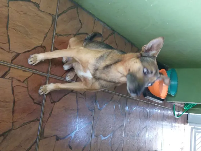 Cachorro ra a Vira-lata idade 4 anos nome Janjão