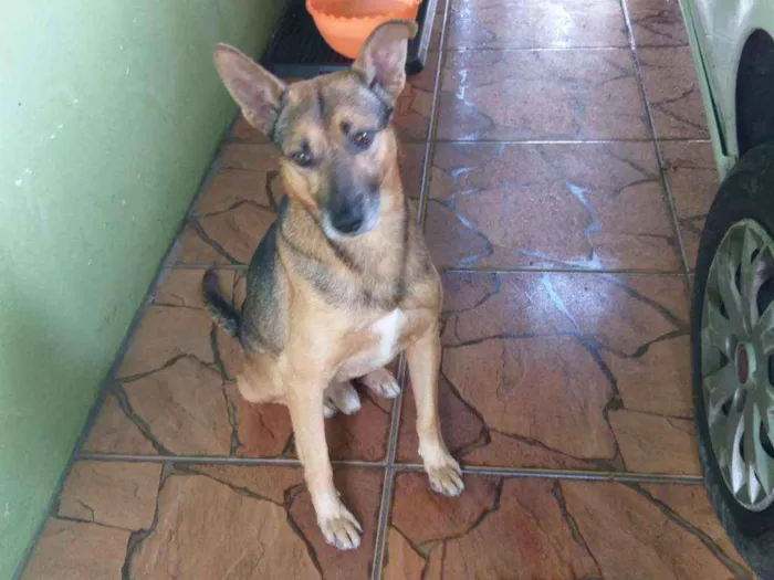 Cachorro ra a Vira-lata idade 4 anos nome Janjão