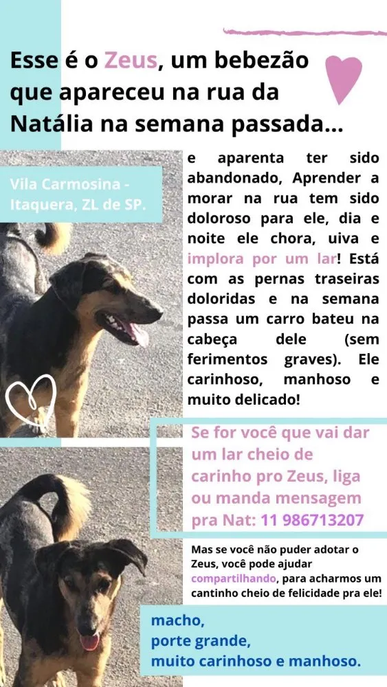 Cachorro ra a SRD idade  nome Zeus 