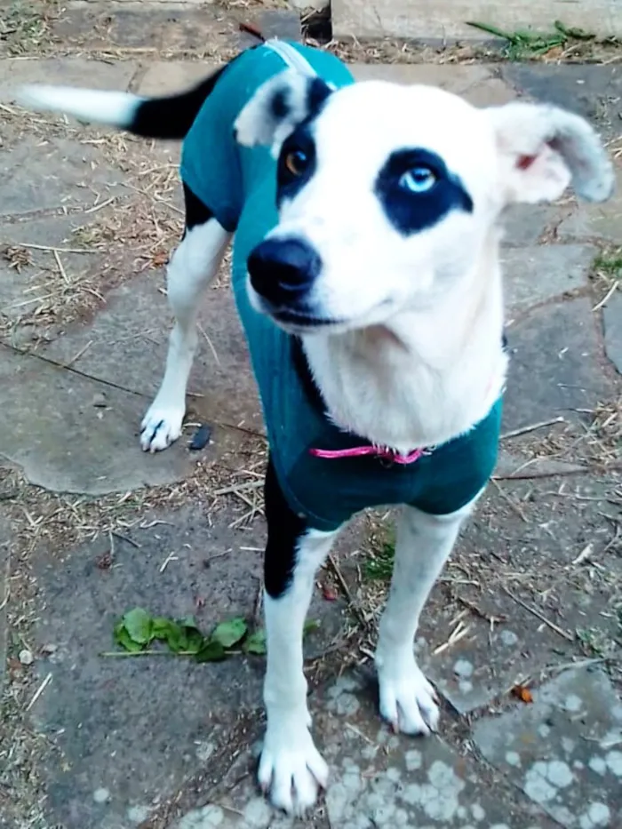 Cachorro ra a SRD idade 1 ano nome Frozen