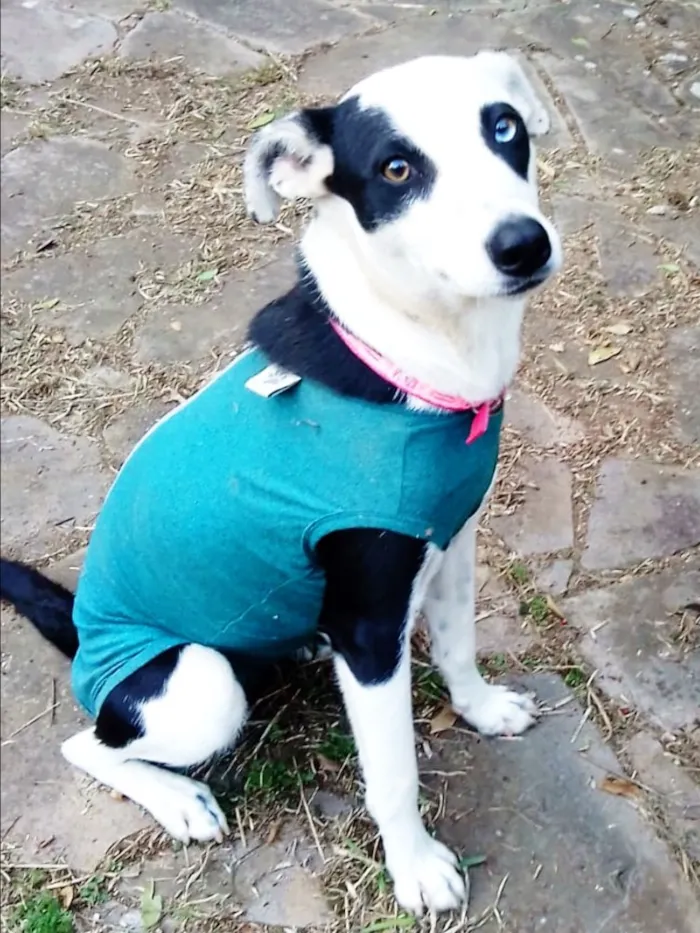 Cachorro ra a SRD idade 1 ano nome Frozen