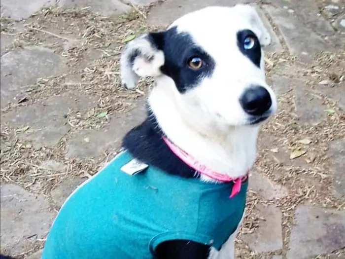 Cachorro ra a SRD idade 1 ano nome Frozen