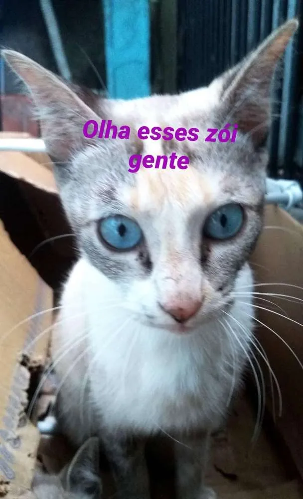 Gato ra a Viralata idade 1 ano nome Luara