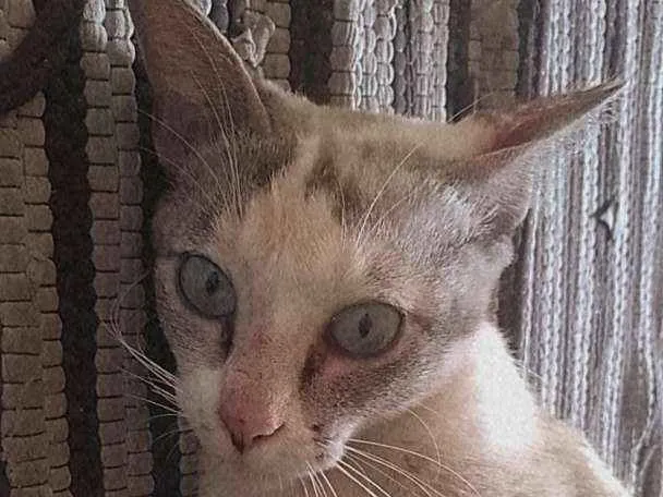 Gato ra a Viralata idade 1 ano nome Luara