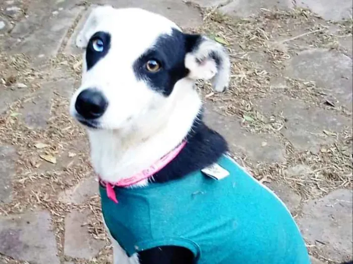 Cachorro ra a SRD idade 1 ano nome Frozen