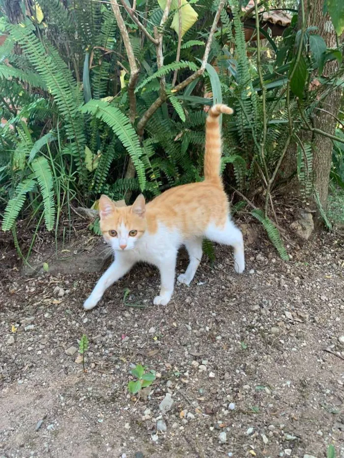 Gato ra a Desconhecida idade 2 a 6 meses nome Ágata