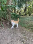 Ágata