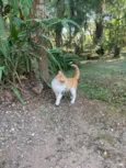 Ágata