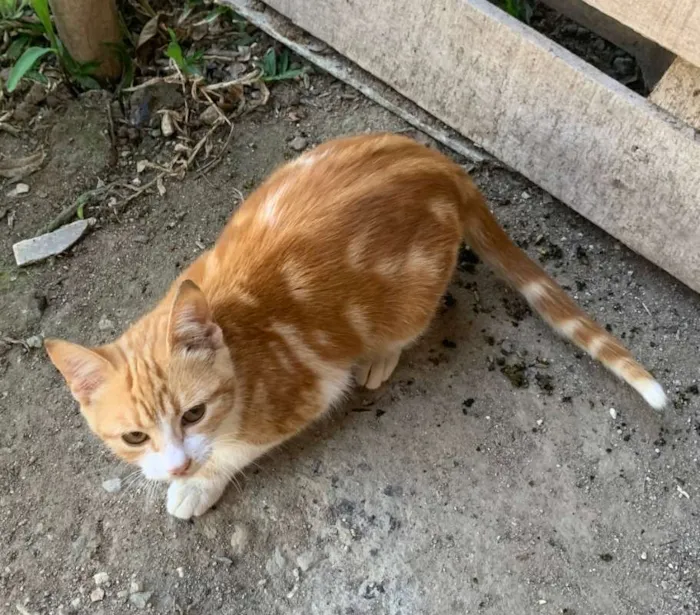 Gato ra a desconhecida idade 2 a 6 meses nome Kate