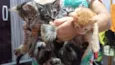 Filhotes de gatinhos
