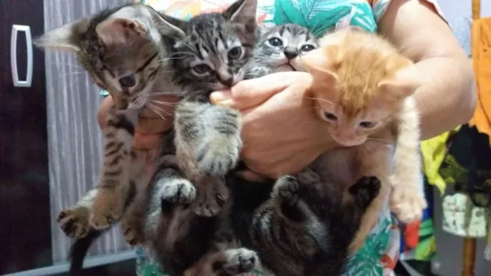 Gato raça SRD idade 2 a 6 meses nome Filhotes de gatinhos